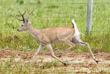 animal Brazilian Pantanal,  pampas deer , Ozotoceros bezoarticus 