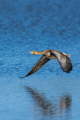 Greylag Goose, Anser anser, bird in flight over winter marshes