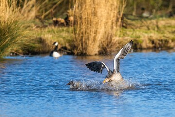 Greylag Goose, Anser anser, birds in fight on winter marshes