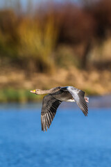 Greylag Goose, Anser anser, bird in flight over winter marshes