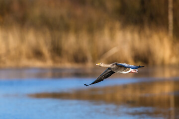 Greylag Goose, Anser anser, bird in flight over winter marshes