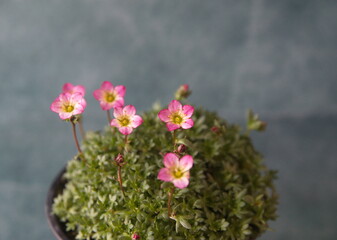 Blossom of Saxifraga, saxifrages,  rockfoils is the largest genus in the family Saxifragaceae