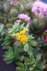 Sedum palmeri in bloom, succulent plant with yellow flowers
