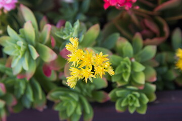 Sedum palmeri in bloom, succulent plant with yellow flowers