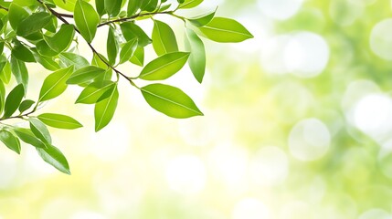 Obraz premium Lush Green Leaves Against A Bright Background