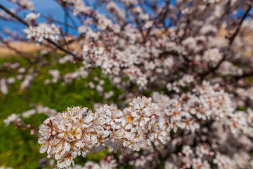 A close-up shot showcases delicate white blossoms clustered on a tree branch against a backdrop of a bright blue sky with wispy clouds, highlighting the beauty of spring.