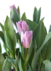Lilac  tulip 