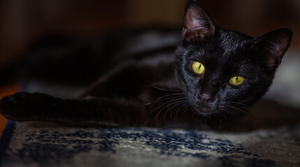 A black cat with striking yellow eyes lies on a textured surface, gazing directly at the viewer in a dimly lit setting.