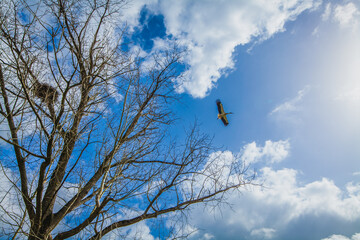 A bare tree with a nest in its branches frames a view of a bird in flight against a bright blue sky with fluffy white clouds.