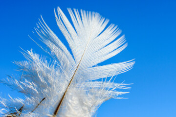 White feather with a blue sky background.