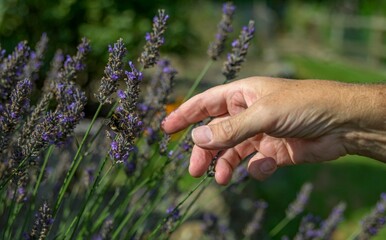 Lavender flowers growing, A fragrant purple herb being harvested for medicinal and aromatherapy use.