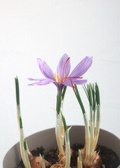 Safran flower, crocus sativus, commonly known as saffron crocus, or autumn crocus, on white background