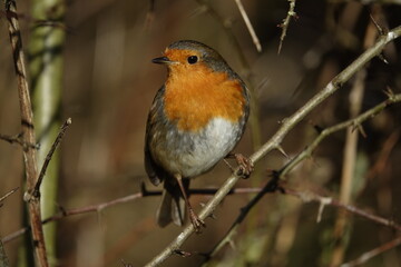 the beautiful and much loved European robin (Erithacus rubecula)
