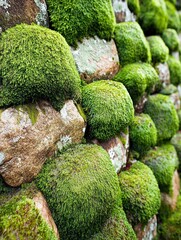 Moss-Covered Stone Wall. Generated AI