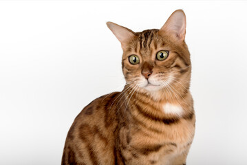 Obraz premium Studio portrait of young bengal cat looking away on white background.