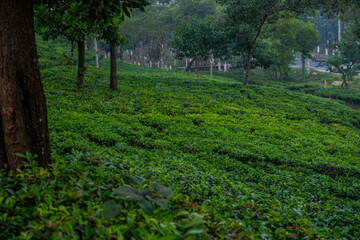 Lush Green Tea Plantation on a Hillside in Sylhet, Bangladesh