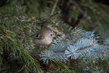 On a winter evening, a close-up female goldcrest sits on a spruce branch and looks toward the camera lens.
