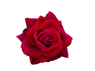 Bright red rose is on white background