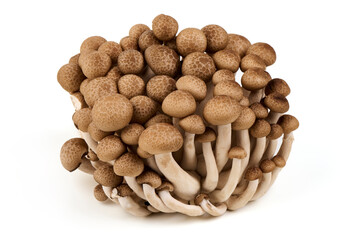 Fresh Brown Beech Mushrooms, Isolated on White Background.