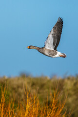 Greylag Goose, Anser anser, bird in flight over winter marshes