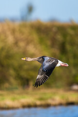 Greylag Goose, Anser anser, bird in flight over winter marshes