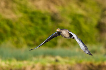 Greylag Goose, Anser anser, bird in flight over winter marshes