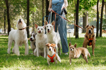 young woman Professional dog walker or pet sitter walks a pack of cute dogs of different breeds and rescue dogs on leash on city street. happy animals with their owner in park, training