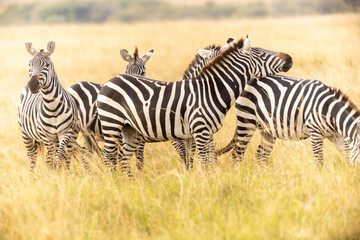 Fototapeta na wymiar Steppenzebras