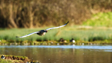 Greylag Goose, Anser anser, bird in flight over winter marshes