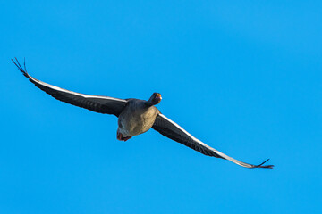 Greylag Goose, Anser anser, bird in flight over winter marshes