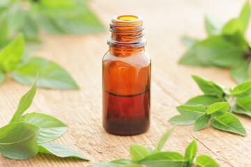 Basil essential oil or extract in glass bottle with  fresh leaves on wooden table, closeup, aromatherapy, natural medicine and healthy skin and body treatment concept