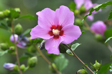 Hibiscus bush blooms in nature