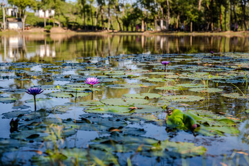 Blooming Purple Water Lilies in a Tranquil Pond in Sylhet, Bangladesh