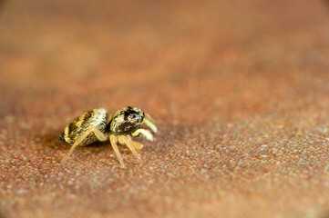 Jumping Spider, (Heliophanus flavipes)