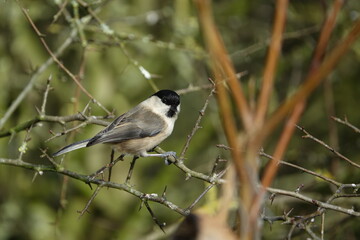 the rare willow tit, at least in the UK (Poecile montanus)