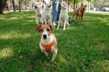 Jack Russell Terrier dog in park on walk with his owner on leash. walking and training of pets during daytime. beautiful little terrier on background of green lawn in public park. animal care 