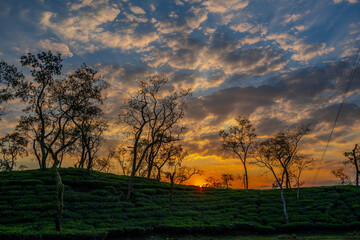 Breathtaking Sunset Over Tea Gardens in Sreemangal, Sylhet, Bangladesh