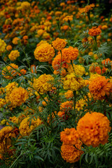 Vibrant Marigold Flowers in Full Bloom in a Garden