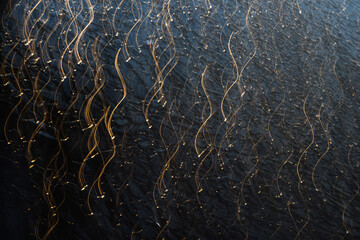 Tekstura, zamarznięta woda, smugi światło na lodzie.  © Elżbieta Kaps