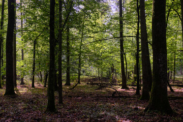 Broken trees in autumn deciduous forest