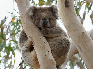 Koala bear on a tree in the bush in Australia	