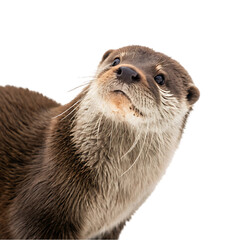 otter isolated on white
