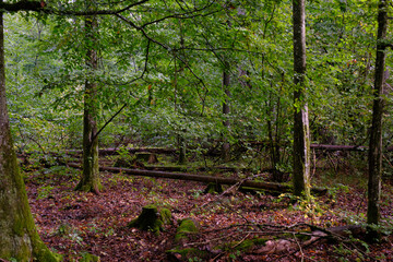 Summertime deciduous forest with broken old tree