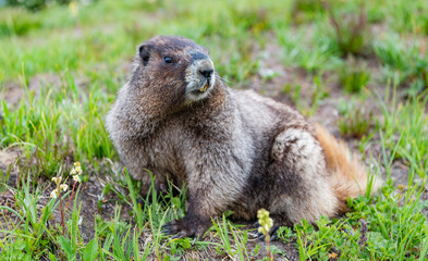 Wild cute rodent animal in nature. Capybara on the ground. Rodent groundhog. Rodent animal. Wildlife nature. Woodchuck marmot. Wild marmot in nature. Woodchuck or groundhog outdoor