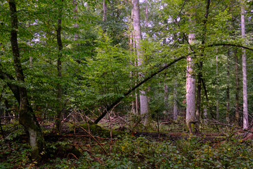 Obraz premium Summertime deciduous forest with broken old tree
