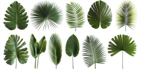Collection of different types of tropical leaf plants in various states of growth and coloration.