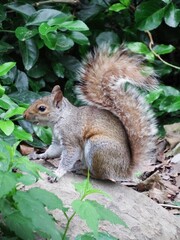 squirrel in the park