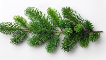 Obraz premium top view of green fir tree spruce branch with needles isolated on white background