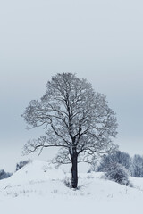 A maple tree in the cultural landscape of Toten, Norway, a day in January 2025.