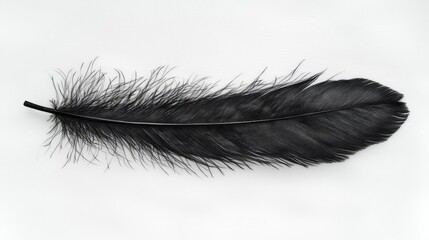 Fototapeta premium Sleek Black Feather Tattoo on Crisp White Background Minimalist Design Concept